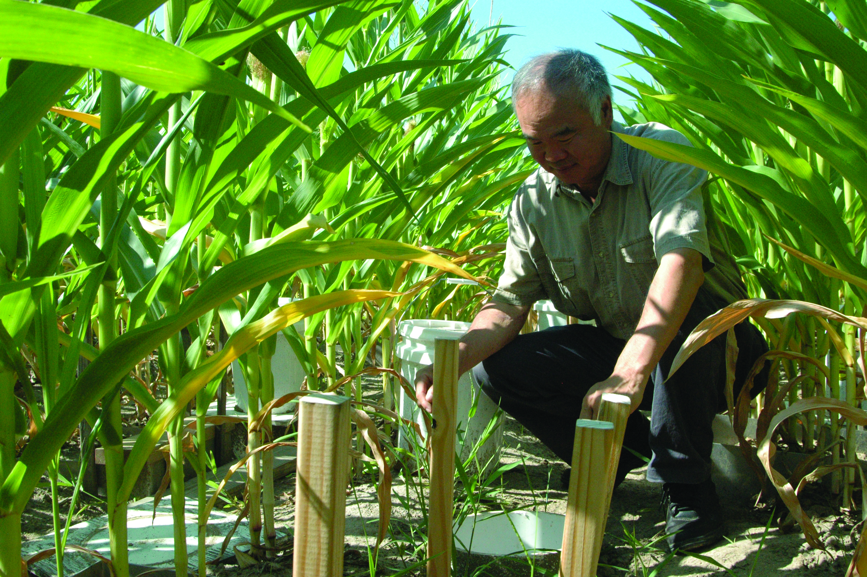 Soil scientists research nitrogen efficiency, silicon for plant protection 